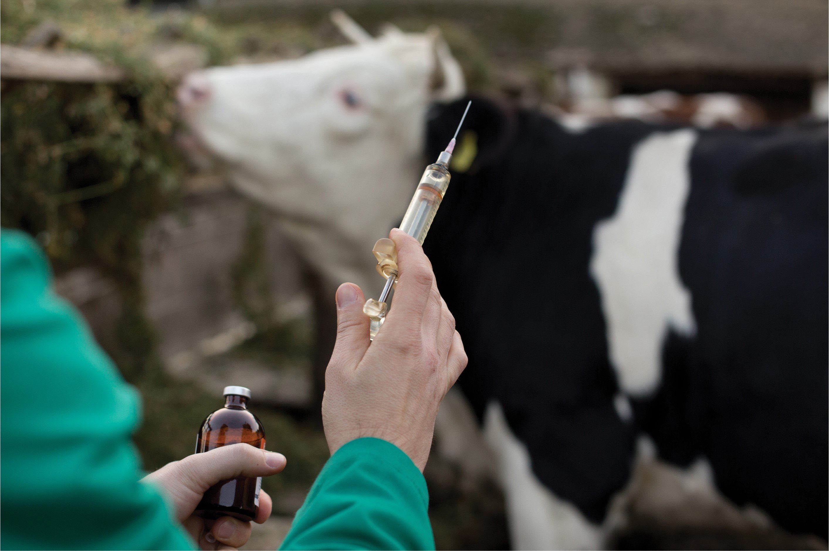 Вакцины для коров