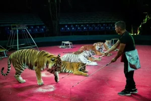 Жануарлардың циркте өнер көрсетуіне тыйым салынады