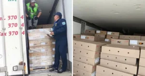 Қазақстанға заңсыз 5 тонна шошқа еті өткізілмек болған