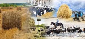 Ауыл шаруашылығы мен кәсіпкерлік – Қазалы ауданы тұрғындарының бұрыннан бейімделген салалары