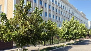 Қураған ағаштар мәселесіне қатысты Қызылорда әкімдігі түсінік берді