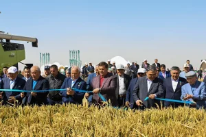 Нұрлыбек Нәлібаевтың қатысуымен «Дала күні – 2025» күрішке алғашқы орақ салу рәсімі өтті