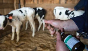 Елімізде сібір жарасы тіркелді