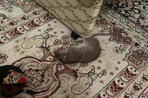 Егеуқұйрықтар көбейіп, тұрғындардың мазасы қашты