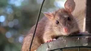 Мектеп асханасында тышқан жүгіріп жүр