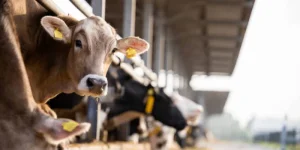 Белгісіз індеттен мал жаппай қырылуда