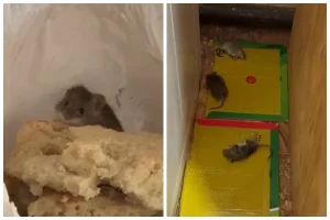 Тышқанның көбеюінен мектеп пен балабақша уақытша жабылды