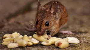 15 адам тышқан безгегін жұқтырды