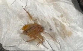 Кафе "қонақтарын" тараканмен қарсы алды