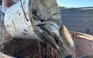 Қызылорда облысында 15 млн балық шабағы құтқарылды