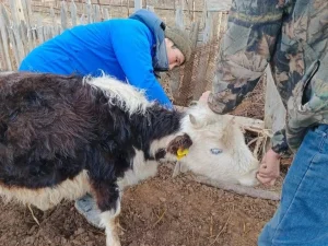 Фото: Қызылорда облыстық ветеринария басқармасы