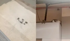 Фото: видеодан скриншот