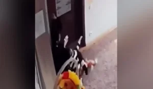 Балабақшада тәрбиеші бүлдіршінді тұншықтырып, шапалақпен ұрған