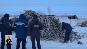 Қызылордада сексеуіл кесіп, оны сатқан қылмыстық топ ұсталды