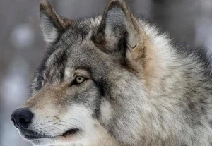 Қызылордада биологиялық тепе-теңдікті сақтау үшін қасқыр ауланып жатыр