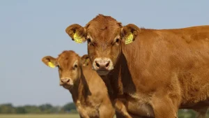 600-ден астам мал құжатсыз тасымалданғаны анықталған