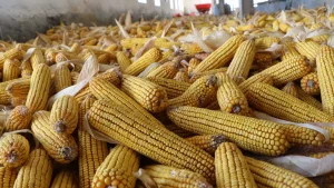 Фото: Региональная служба коммуникаций Туркестанской области