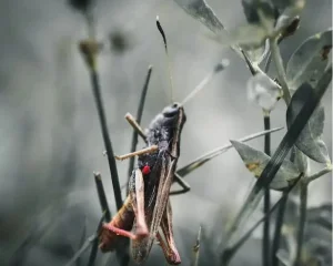 Қызылордада облыстық штаб құрылды