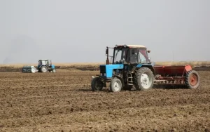 Қызылорда облысында күріш көлемі 10,9 мың гектарға қысқарады