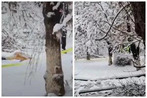 Бұта құлауынан он жастағы бала қаза тапқан