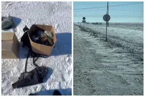 Қала шетінен қорапқа салынған 20-ға жуық мысық табылды