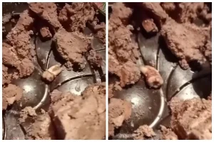 Торттан адамның тісі шықты