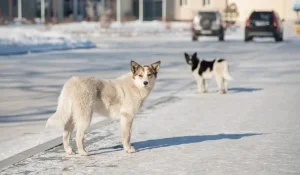 Бір топ ит 52 жастағы әйелді талап тастай жаздаған