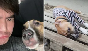 Ер адам әйеліне үрген көршісінің итін қарумен атып тастаған