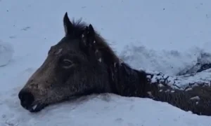 50-ден астам жылқының өлексесі табылған