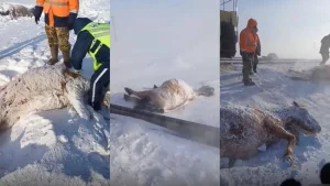 Теміржолда пойыз 11 жылқыны қағып кетті