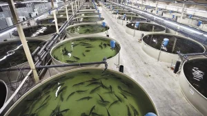 130 тонна өнім беретін балық өндіру кешені іске қосылды