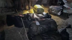 Жезқазған–Қарағанды тасжолында 300 келіден астам марихуана тәркіленді