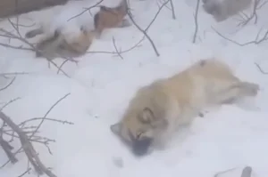 Иттерді атып , өлексесін гараж маңына тастап кеткен