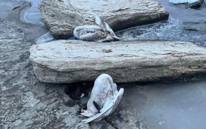 Каспий жағалауының маңында өлі аққулар табылды