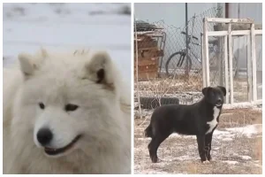 Мектеп оқушысына қаңғыбас иттер шабуылдады