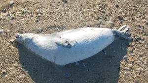 Фото:© Балық шаурашылығы комитеті