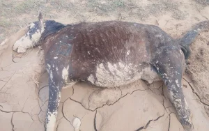 Фото: ©тұрғындардан