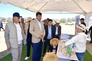 ШИЕЛІДЕ КӨКТЕМГІ ЕГІС НАУҚАНЫНА САЛТАНАТТЫ СТАРТ БЕРІЛДІ