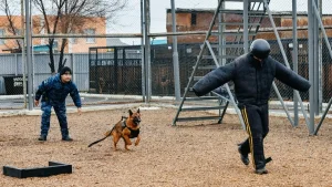 Қызылордада қызметтік иттердің көмегімен 83 қылмыс ашылды