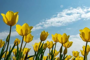 Қызғалдақтарды жұлғандарға 13 миллион теңгеге дейін айыппұл салынады