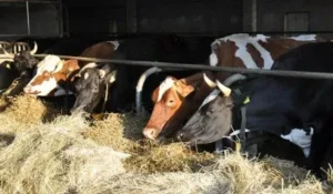 Фото: Pixabay.com