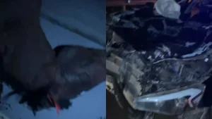 Жолда жеңіл көлік жылқыға соғылып үш адам ауруханаға жеткізілді