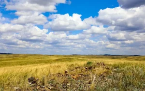 Қызылорда облысында 10 мың гектар жер мемлекет меншігіне қайтарылды