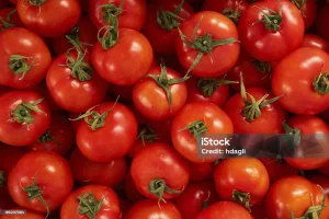 Қызылордада қызанақты қайта өңдейтін зауыт салынады