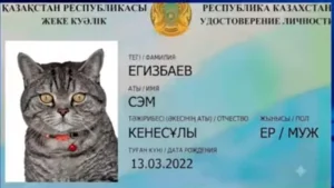 Фото; Видеодан скрин