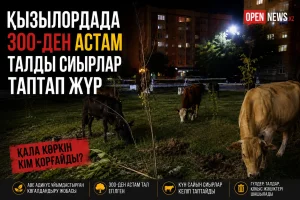 ҚЫЗЫЛОРДАДА ЕГІЛГЕН АҒАШТАРДЫ СИЫРЛАР ТАПТАП ЖҮР