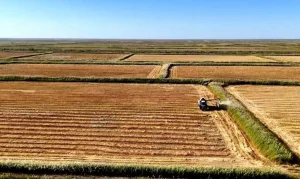 ҚОЖАКЕНТТЕ КҮРІШ ОРАҒЫ ҚЫЗУ ЖҮРГІЗІЛУДЕ