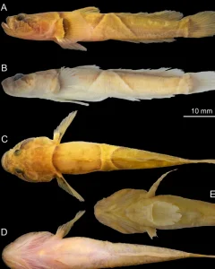 Фото: Journal of Ichthyology, 2026